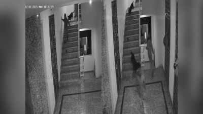 नोएडा में खत्म नहीं हो रहा Dogs का खौफ, Aspire Society में आवारा कुत्तों ने सीढ़ियों पर बच्चे को दौड़ा लिया
