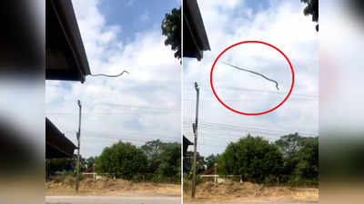 Viral Video: पहले फन फैलाकर खड़ा हुआ सांप, फिर छत से लगा दी जोरदार छलांग, वीडियो वायरल