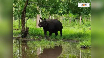 Bengal Safari Park : কোথায় পাব তারে! মনমরা ভীমকে চাঙ্গা করতে সঙ্গিনীর খোঁজে বন দফতর