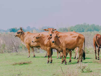 Super Cows: ಸಾವಿರಾರು ಲೀಟರ್ ಹಾಲು ಕೊಡುವ 3 ಹಸುಗಳನ್ನು ಸೃಷ್ಟಿಸಿದ ಚೀನಾ