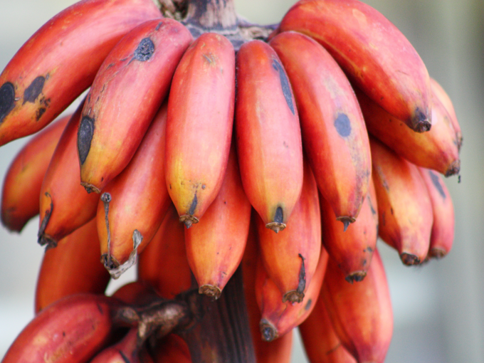 लाल केळ्यांमध्ये असतात ही पोषणतत्व