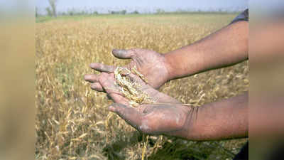 Banda: नीलगाय ने बर्बाद कर दी फसल, दुखी Kisan ने फांसी लगाकर आत्महत्या कर ली, Bank से लिया था कर्ज