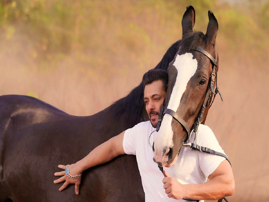 Salman Khanએ ગાંધીનગર સ્થિત ફાર્મહાઉસના માલિક પાસેથી ખરીદ્યો ઘોડો, ચૂકવી મસમોટી રકમ 