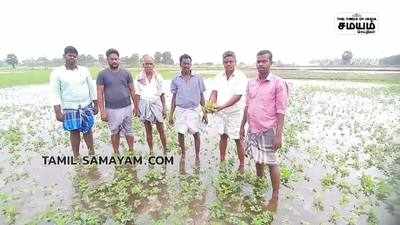 கனமழை காரணமாக சாகுபடி செய்யப்பட்ட 1000 ஏக்கர் நிலக்கடலை பாதிப்பு