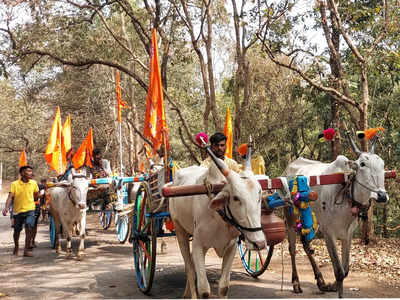 ಆದೇಶಕ್ಕಿಲ್ಲ ಕವಡೆ ಕಾಸಿನ ಕಿಮ್ಮತ್ತು, ಉಳವಿ ಜಾತ್ರೆಗೆ ಬಂದಿವೆ ಚರ್ಮಗಂಟು ರೋಗಪೀಡಿತ ಎತ್ತುಗಳು!!