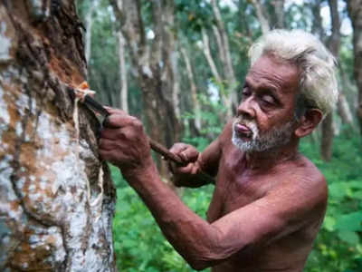 വില സ്ഥിരത; റബർ ക‍ർഷകർ നിരാശയിൽ; കേരളാ കോൺഗ്രസിന്റെ ആവശ്യം പരിഗണിച്ചില്ല