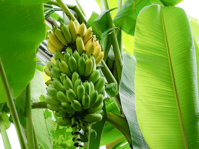 ಬಾಳೆ ಗಿಡದ ಪೂಜೆ