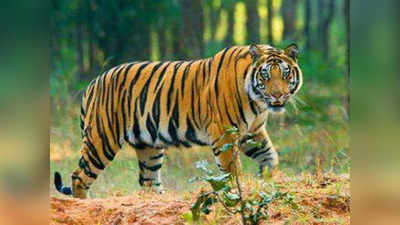 Chhattisgarh News: मछली पकड़ने नदी गए युवक पर बाघ ने किया हमला, क्षत-विक्षत हालात में मिला शव