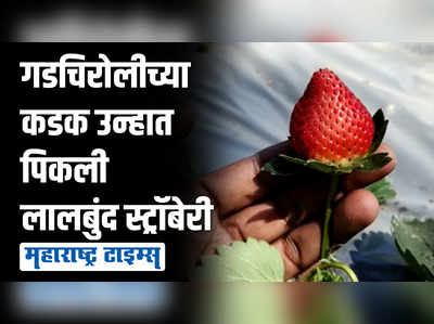 महाबळेश्वरची स्ट्रॉबेरी आता गडचिरोलीच्या मातीत; शेतकऱ्यांचा अनोखा प्रयोग यशस्वी, मोठ्या प्रमाणात मागणी