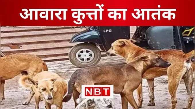 Begusarai News : बेगूसराय में आवारा कुत्तों के आतंक से लोग परेशान, 20 लोगों को काटा