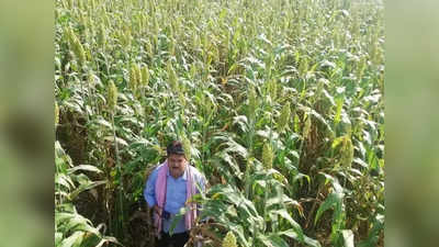 बुंदेलखंड में खेती-किसानी की दशा बदल देगी श्रीअन्न स्कीम, वापस आएंगे मोटे अनाजों वाले दिन