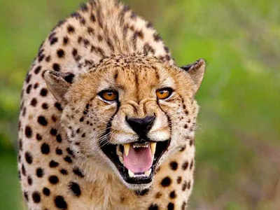 Mysuru Leopard Attack : ಚಿರತೆ ಭಯ: ಶಾಲೆಗೆ ಬರಲು ಮಕ್ಕಳ ಹಿಂದೇಟು: ಮಕ್ಕಳ ಹಾಜರಿ ಕುಸಿತ