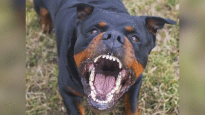 Rottweiler Bite: रॉटविलर कुत्ते ने 72 साल के बुजुर्ग को काटा, मालिक को तीन महीने की जेल