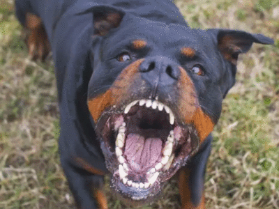 Rottweiler Bite: रॉटविलर कुत्ते ने 72 साल के बुजुर्ग को काटा, मालिक को तीन महीने की जेल