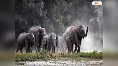 Jaldapara National Park : কুনকিকে ঘিরে তাণ্ডব, মাহুত পড়ে যেতেই পিষে দিল বুনো হাতির দল