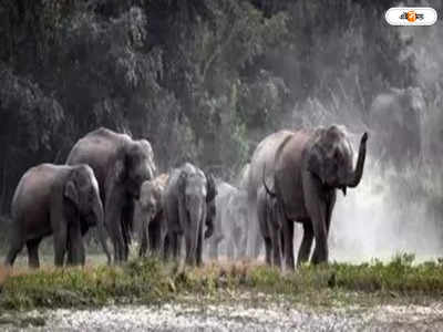 Jaldapara National Park : কুনকিকে ঘিরে তাণ্ডব, মাহুত পড়ে যেতেই পিষে দিল বুনো হাতির দল