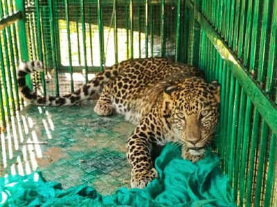 Leopard Captured: ಮೈಸೂರಿನಲ್ಲಿ ಮತ್ತೊಂದು ಚಿರತೆ ಸೆರೆ: 15 ದಿನಗಳ ಅಂತರದಲ್ಲಿ ಬೋನಿಗೆ ಬಿತ್ತು 4ನೇ ಚಿರತೆ