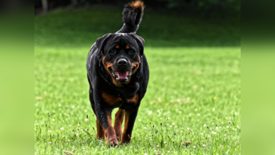 सगळ्यात खतरनाक रॉटविलर कुत्र्याचा महिलेवर हल्ला, न्यायालयाने मालकाला सुनावली ३ महिन्यांची शिक्षा