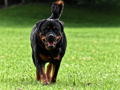 सगळ्यात खतरनाक रॉटविलर कुत्र्याचा महिलेवर हल्ला, न्यायालयाने मालकाला सुनावली ३ महिन्यांची शिक्षा