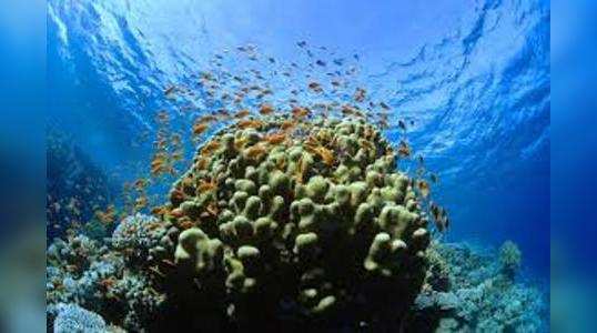 interesting facts about corals