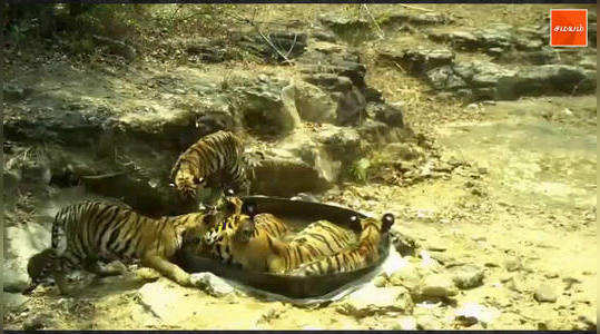 a tigress with five cubs in the chandrapur range of chandrapur district in nagpur