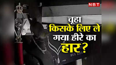 जूलरी स्टोर से हीरे का हार चुरा ले गया चूहा, IPS के सवाल पर यूजर्स बोले- चुहिया काफी डिमांडिंग होगी