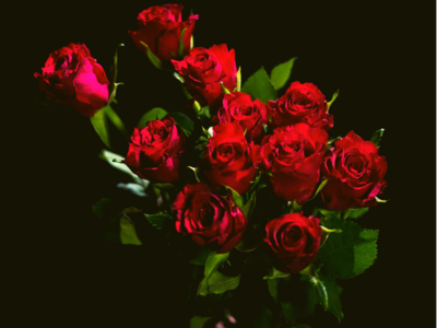 Happy Rose Day 2023: लाल गुलाब ही नहीं ये 4 फूल भी हैं सिंबल ऑफ लव, बिन बोले ही जाहिर कर देंगे दिल के सारे जज़्बात