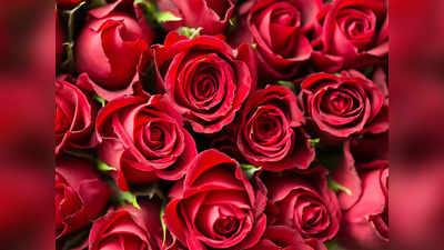 Happy Rose Day 2023: শুধু প্রেমিকাকে খুশি করতে নয়, গোলাপ ফুল খাওয়ার হাজারো উপকারিতা রয়েছে জানেন?