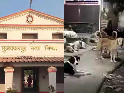 आवारा कुत्तों की नसबंदी का प्लान फाइनल, Muzaffarpur Nagar Nigam ने पास किया एक करोड़ का बजट