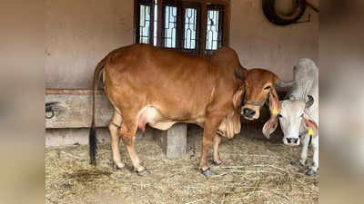 गिर गायें बनेंगी सरोगेट मदर गुजरात में शुरू हुआ दूध उत्पादन बढ़ाने का अनोखा प्रोजेक्ट