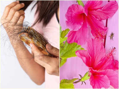 Hibiscus For Hair: টাকে নতুন চুল গজাতে সময় লাগবে না! জবা ফুল এভাবে ব্যবহার করে চুলের হাল ফেরান, তাও ঘরে বসেই