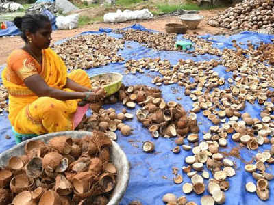 தேங்காய் பருப்பு விற்பனை அமோகம்.. ஈரோடு விவசாயிகள் மகிழ்ச்சி!