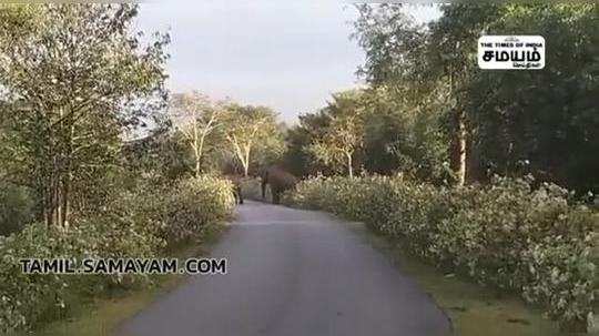 video of wild elephants destroyed the rose plants