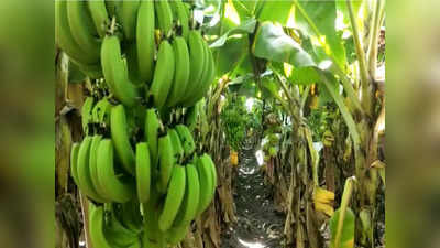 सुवर्णनगरीत केळीला सोन्याचा भाव, जळगावात केळीच्या दरामध्ये विक्रमी वाढ, अखेर शेतकऱ्यांच्या संघर्षाला यश