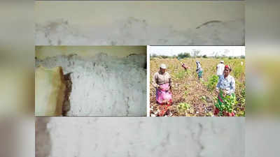 Cotton crop | ಬೆಲೆ ಕಳೆದುಕೊಂಡ ಹತ್ತಿ: ಕಂಗಾಲಾದ ಧಾರವಾಡ ಜಿಲ್ಲೆಯ ರೈತರು