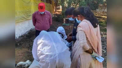 Chhattisgarh में एक साथ 3 हजार 700 मुर्गियों की मौत, Bird flu की आशंका