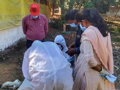 Chhattisgarh में एक साथ 3 हजार 700 मुर्गियों की मौत, Bird flu की आशंका 