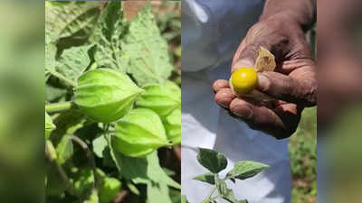 ഞൊട്ടാഞൊടിയൻ കൃഷിയുമായി ജോസ് ജോർജ്; കാഴ്ചയിൽ കാട്ടുചെടി, കിലോയ്ക്ക് 2000 രൂപ വരെ വില