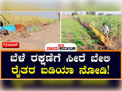 Farmer: ಕಾಡು ಪ್ರಾಣಿ, ಹಕ್ಕಿಗಳ ಹಾವಳಿ ತಪ್ಪಿಸಲು ಗದ್ದೆ ಸುತ್ತ ಸೀರೆ ಬೇಲಿ ಹಾಕಿದ ಅನ್ನದಾತರು