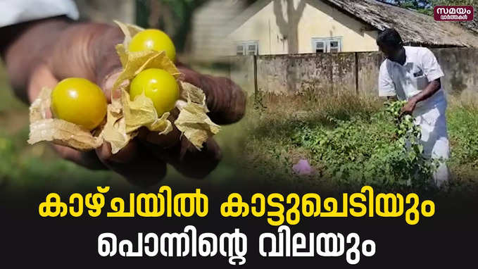 ഗോൾഡൻ ബെറിയുടെ ഗോൾഡൻ വില | Golden Berry |