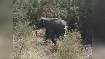 Jungle news : हजारीबाग शहर में घुसा हाथी, पांच को कुचला... दो की मौत