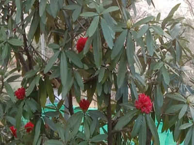 Buransh Flower: खिलने लगा बुरांश सुनहरे चटक लाल फूल, उत्तराखंड के राज्य वृक्ष पर छाई लालिमा