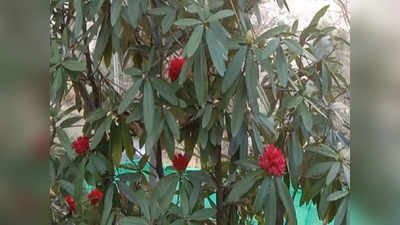 Buransh Flower: खिलने लगा बुरांश सुनहरे चटक लाल फूल, उत्तराखंड के राज्य वृक्ष पर छाई लालिमा