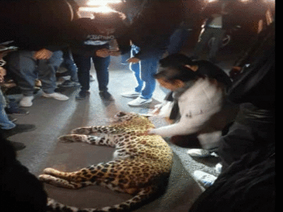Ghaziabad Court में Leopard घुसने से मची भगदड़, कुछ लोग घायल, 4 घंटे बाद पकड़ा गया तेंदुआ