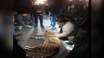 Ghaziabad Court में Leopard घुसने से मची भगदड़, कुछ लोग घायल, 4 घंटे बाद पकड़ा गया तेंदुआ