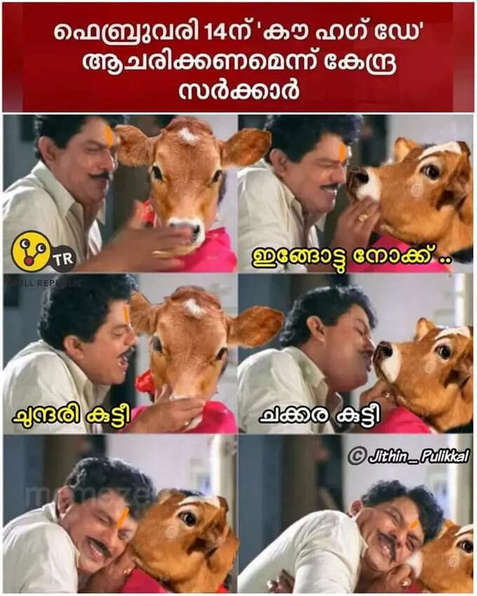 നാണ് വന്നോ അമ്മിണി പശൂ