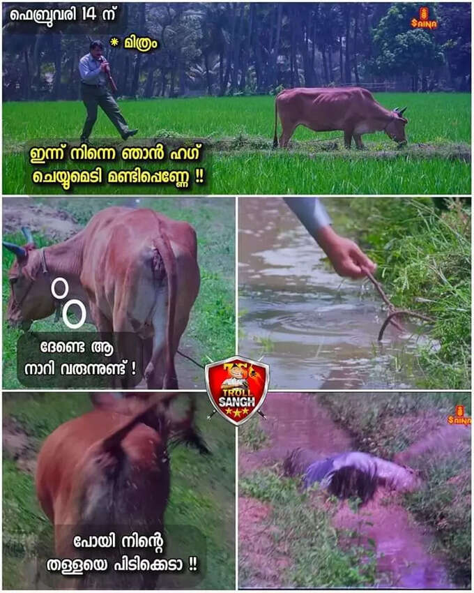 നാണം ആണോ അമ്മിണി പശു