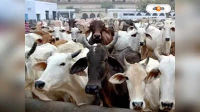 Cow Hug Day : প্রেমিকা নেই? ভ্যালেনটাইন্স ডে-তে গোরুকে জড়িয়ে ধরার পরামর্শ!