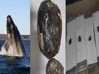 Whale vomit: सिंधुदुर्गातील समुद्रात सापडली व्हेल माशाची उलटी, बॉक्समध्ये भरुन विकायला नेली, इतक्यात....