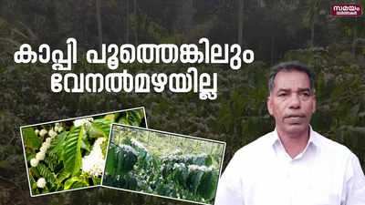 കാപ്പി പൂത്തു;  വേനല്‍മഴ ലഭിക്കാത്തതിൽ കര്‍ഷകർ ആശങ്കയിൽ